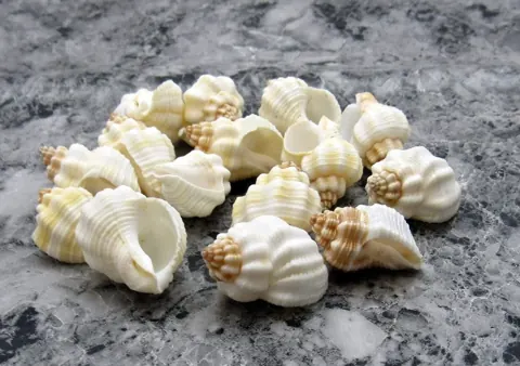 shells#1 sea shell