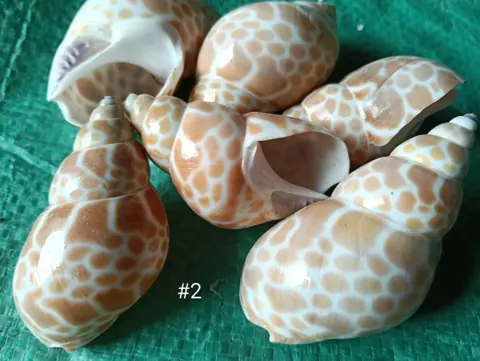 shells#02 sea shell