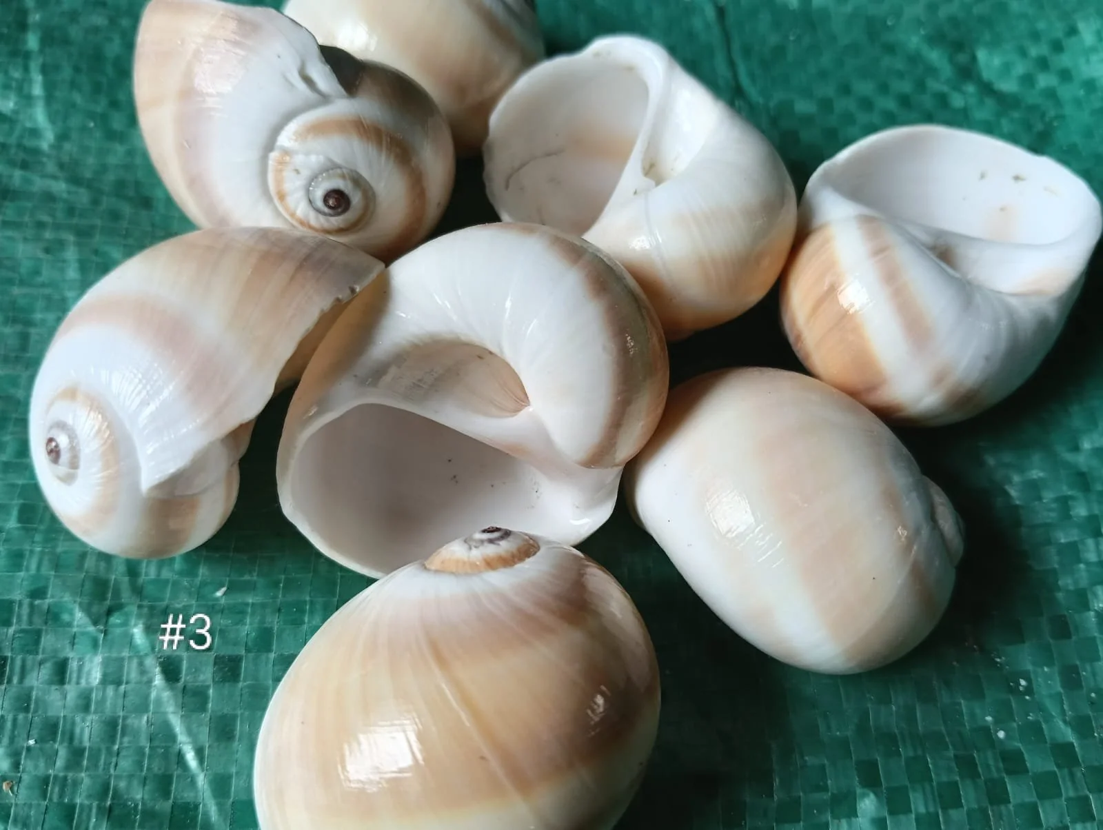 SEA SHELLS