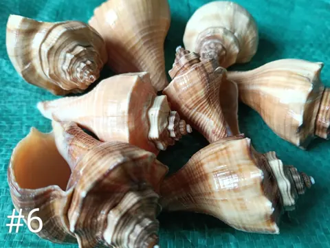 shells#6 1 kg packing
