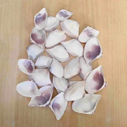 shells#15 1 kg pack
