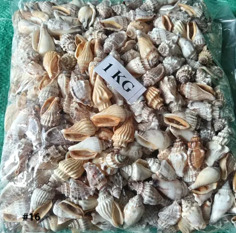 shells#16 1 kg packing