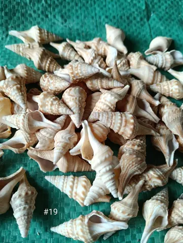 shells#19 1 kg pack