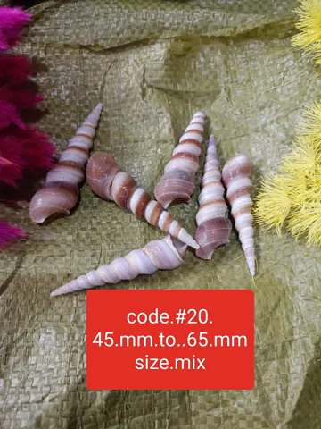 shells#20