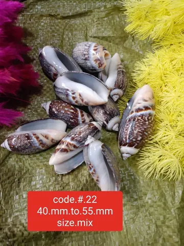 SEA SEHLLS 1KG RS 350
