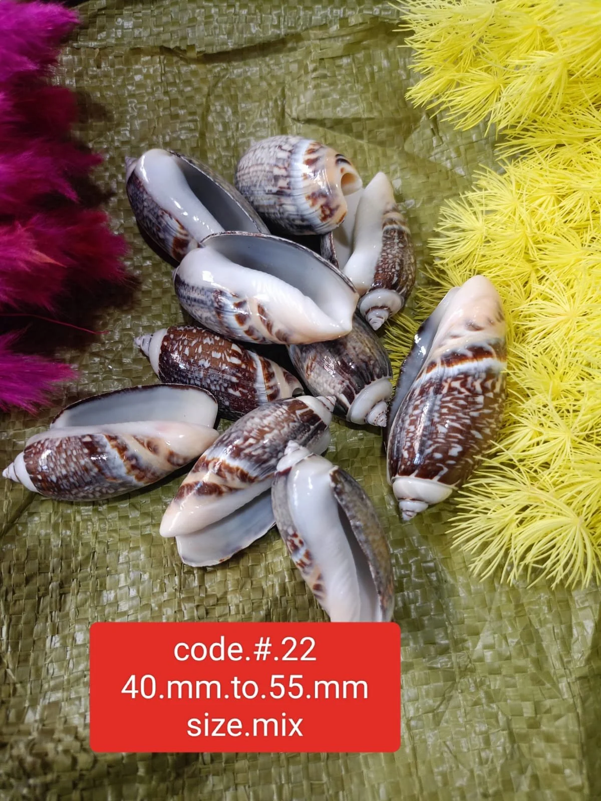 SEA SEHLLS 1KG RS 350