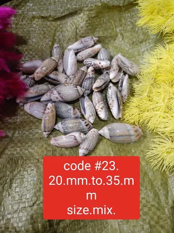 shells#23 1 kg pack