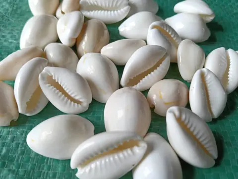 shells#32 natural white sea shell kodi 1 kg pack